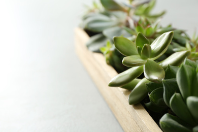 Many different echeverias in wooden tray on light background, closeup. Succulent plants