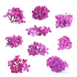Image of Fragrant lilac flowers isolated on white, set
