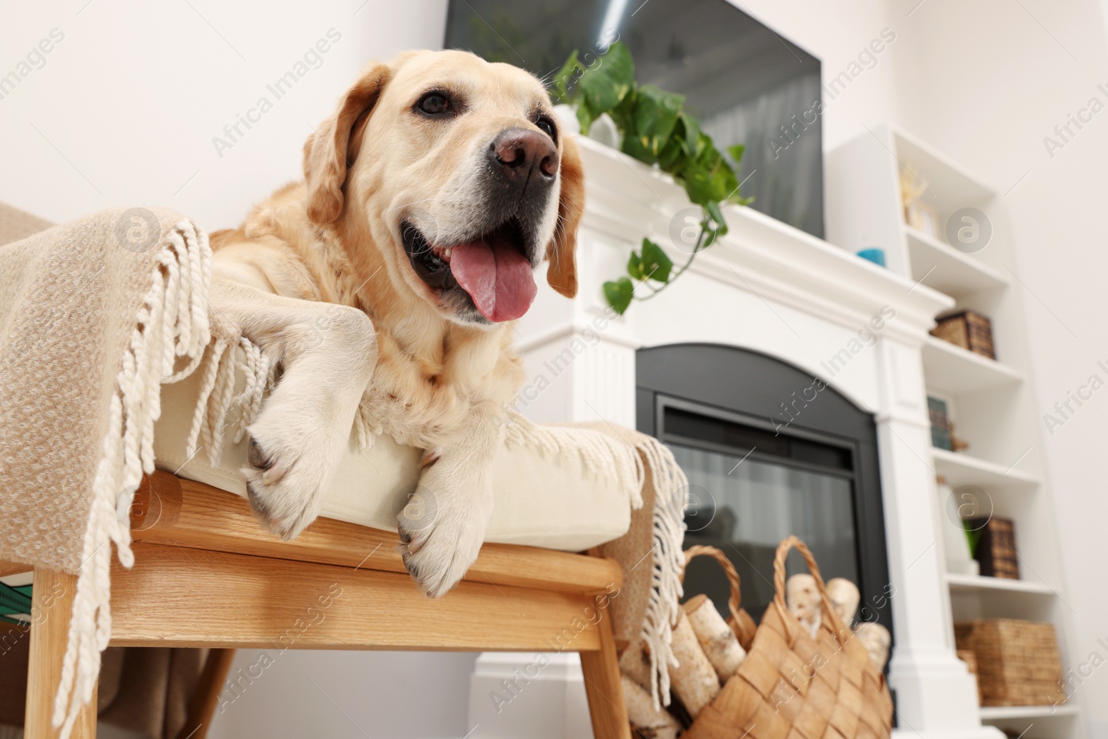 Photo of Cute Labrador Retriever on cozy armchair in room, low angle view