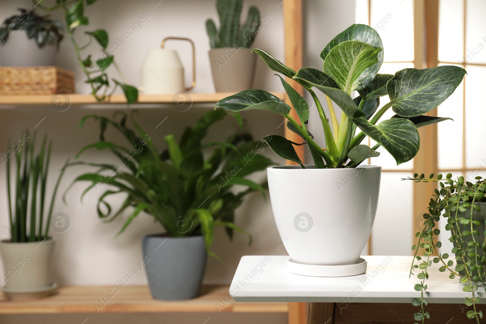 Photo of Green houseplants in pots on wooden table indoors, space for text