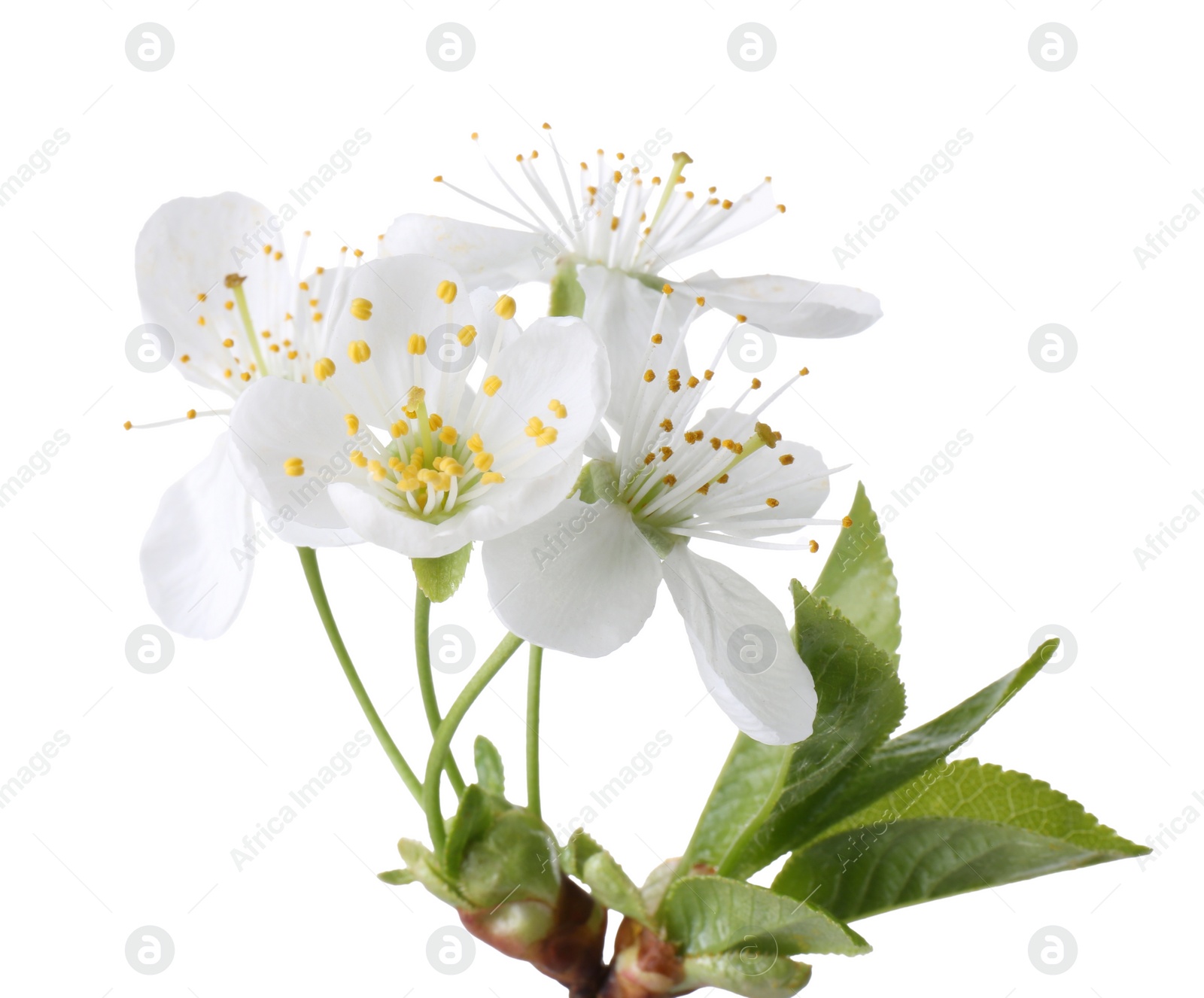 Photo of Spring blossoms with leaves isolated on white