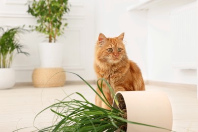 Cute cat near overturned houseplant at home