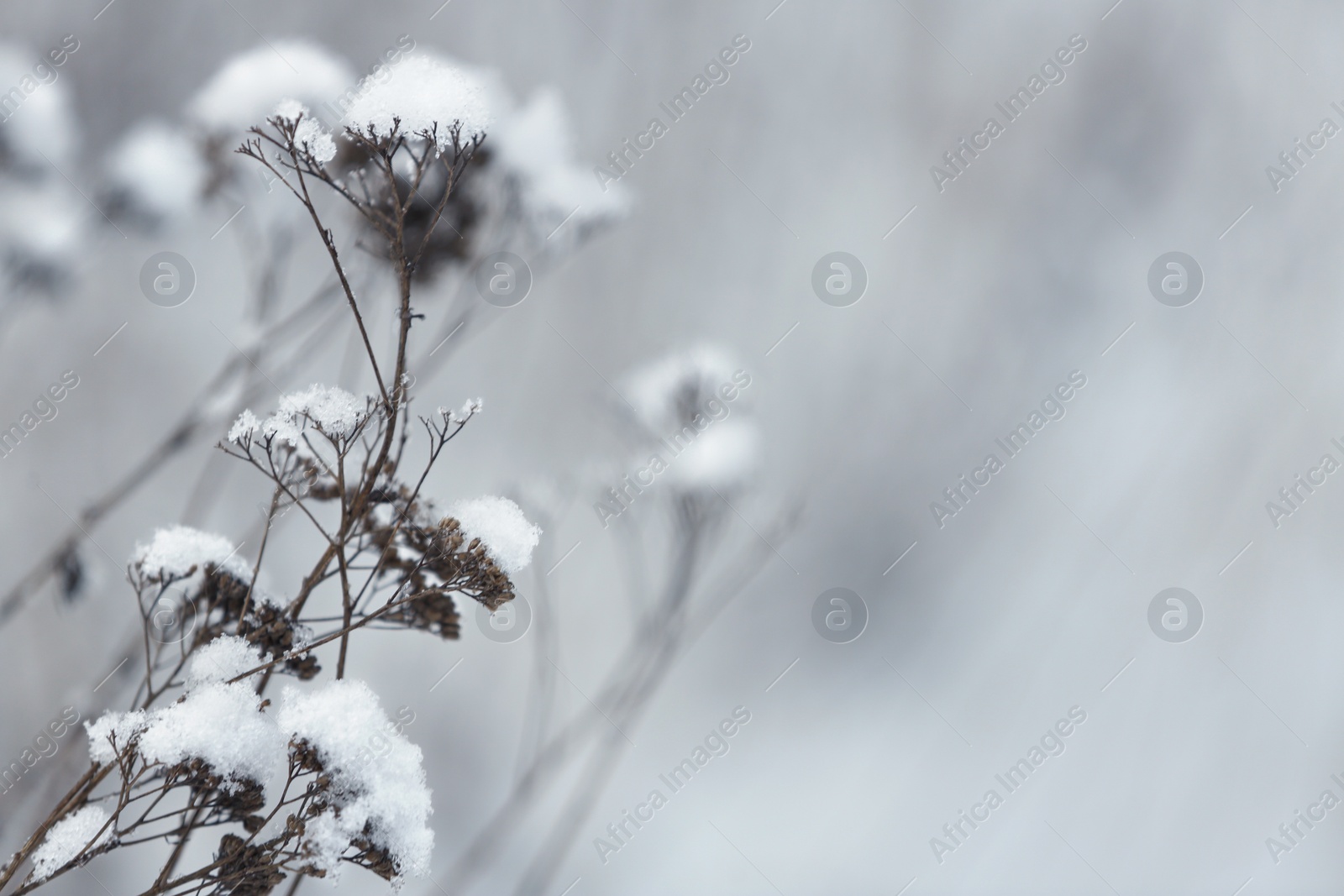 Photo of Dry plants covered with snow outdoors on cold winter morning, closeup