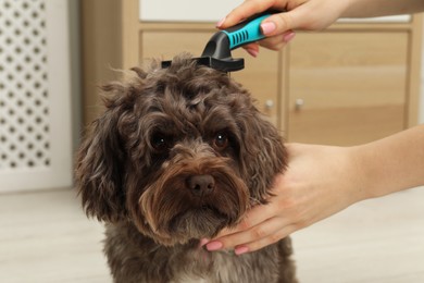 Photo of Woman brushing her cute Maltipoo dog at home, closeup. Lovely pet