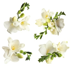 Image of Set with beautiful fragrant freesia flowers on white background
