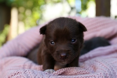 Photo of Cute puppy on pink knitted blanket outdoors, closeup