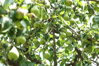 Photo of Pear tree with fruits on sunny day