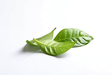 Photo of Fresh green coffee leaves isolated on white