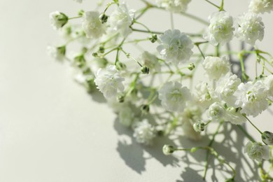 Photo of Beautiful gypsophila plant on white background, closeup. Space for text