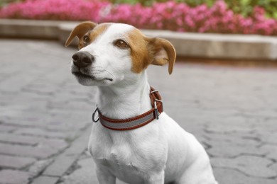 Photo of Beautiful Jack Russell Terrier in brown leather dog collar on city street
