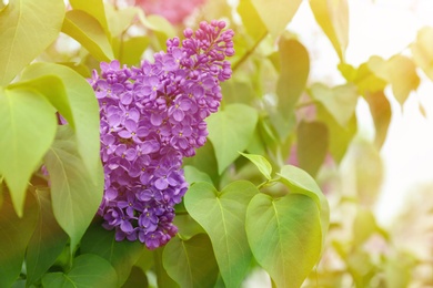 Photo of Blossoming lilac outdoors on spring day