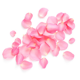 Photo of Fresh pink rose petals on white background, top view