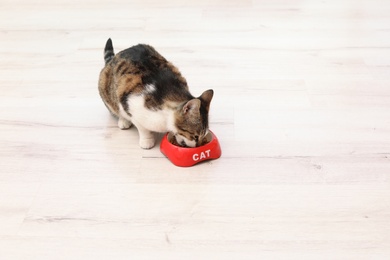 Photo of Cute cat eating dry food from bowl on floor at home