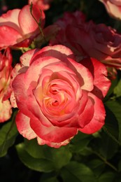 Photo of Beautiful blooming pink rose outdoors on sunny day, closeup