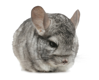 Photo of Cute funny grey chinchilla isolated on white