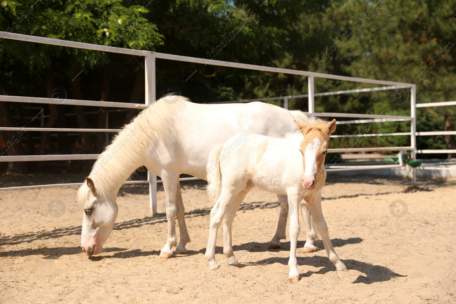 Photo of White horse with foal in paddock on sunny day. Beautiful pets