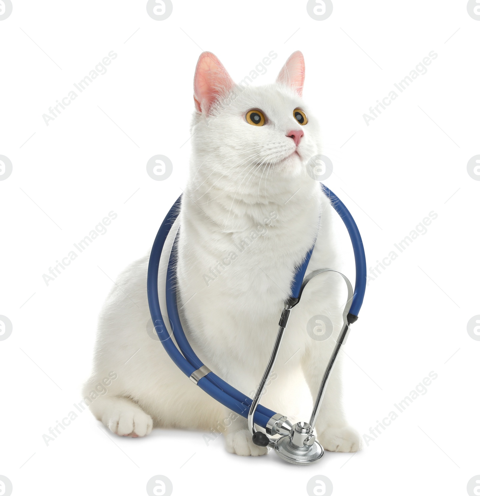 Photo of Cute cat with stethoscope as veterinarian on white background