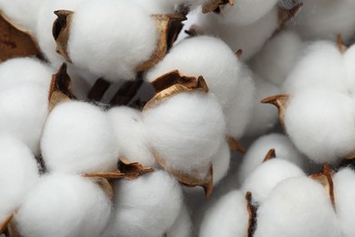 Photo of Fluffy cotton flowers on white background, closeup