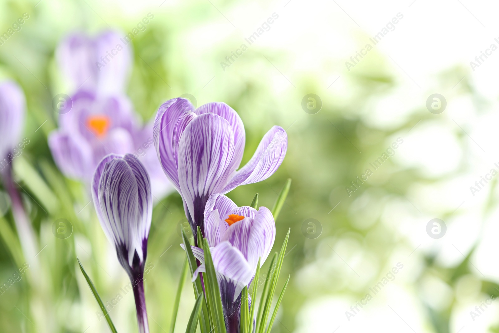 Photo of Beautiful spring crocus flowers on blurred background, space for text