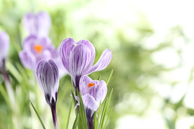 Photo of Beautiful spring crocus flowers on blurred background, space for text