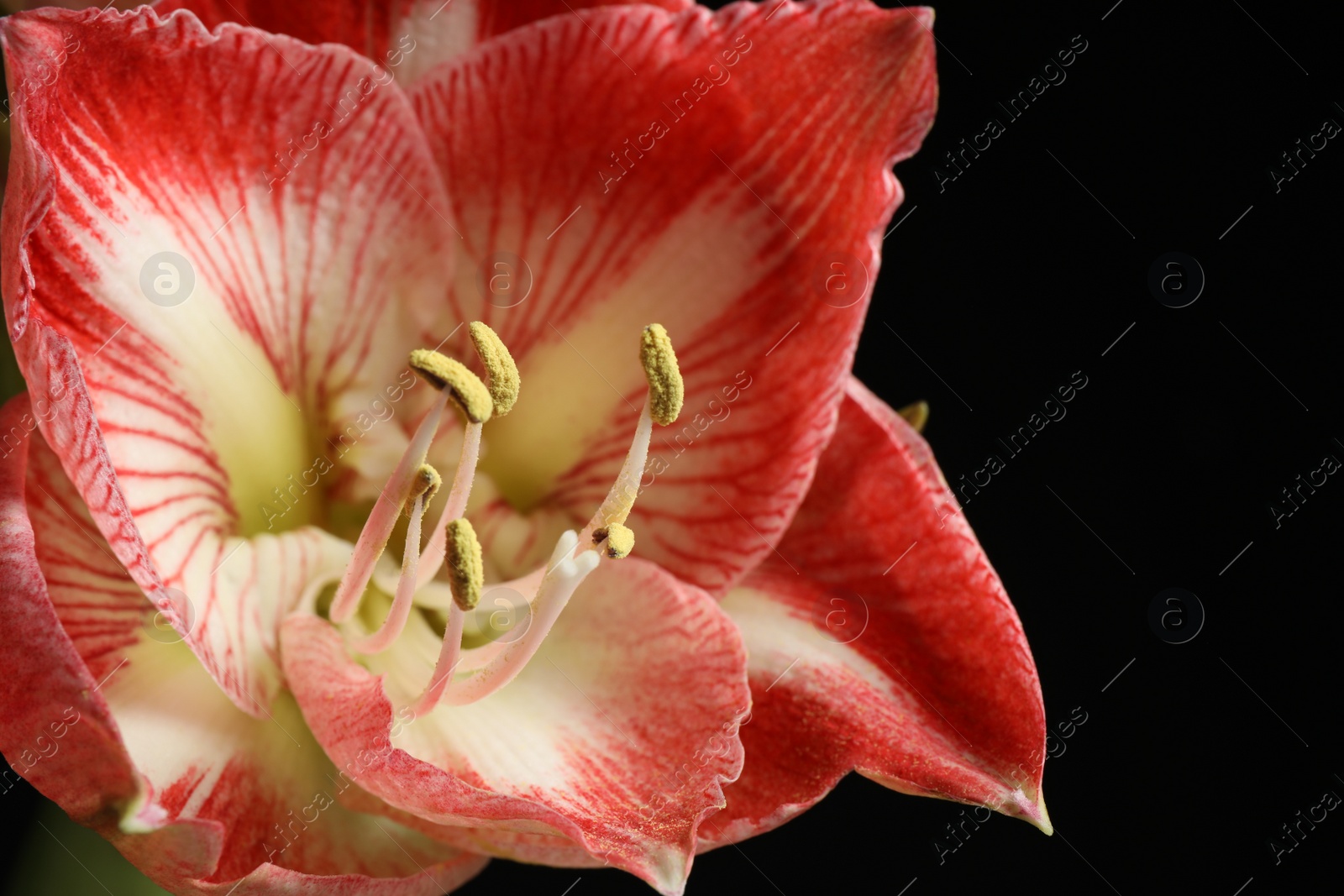 Photo of Beautiful fresh amaryllis on dark background, closeup