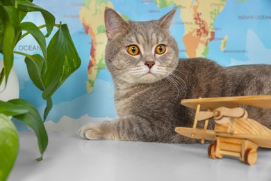 Photo of Cute cat, houseplant and toy plane on table against world map. Travel with pet concept