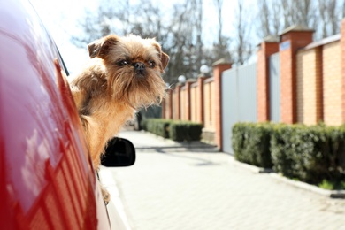 Photo of Adorable little dog looking out from car window, space for text. Exciting travel