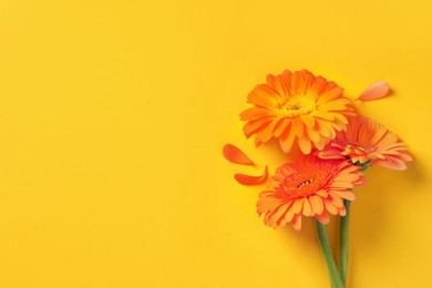 Image of Beautiful orange gerbera flowers and petals on yellow background, flat lay. Space for text