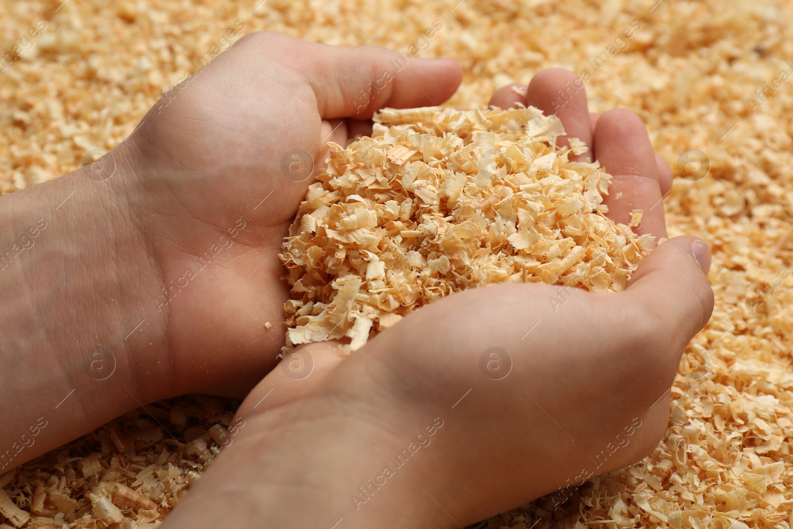 Photo of Woman holding dry natural sawdust, closeup view