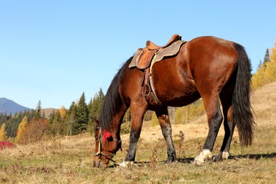 Beautiful horse grazing on pasture in mountains. Lovely pet