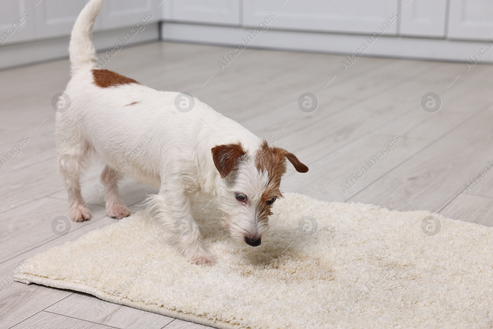 Photo of Cute dog near wet spot on rug indoors