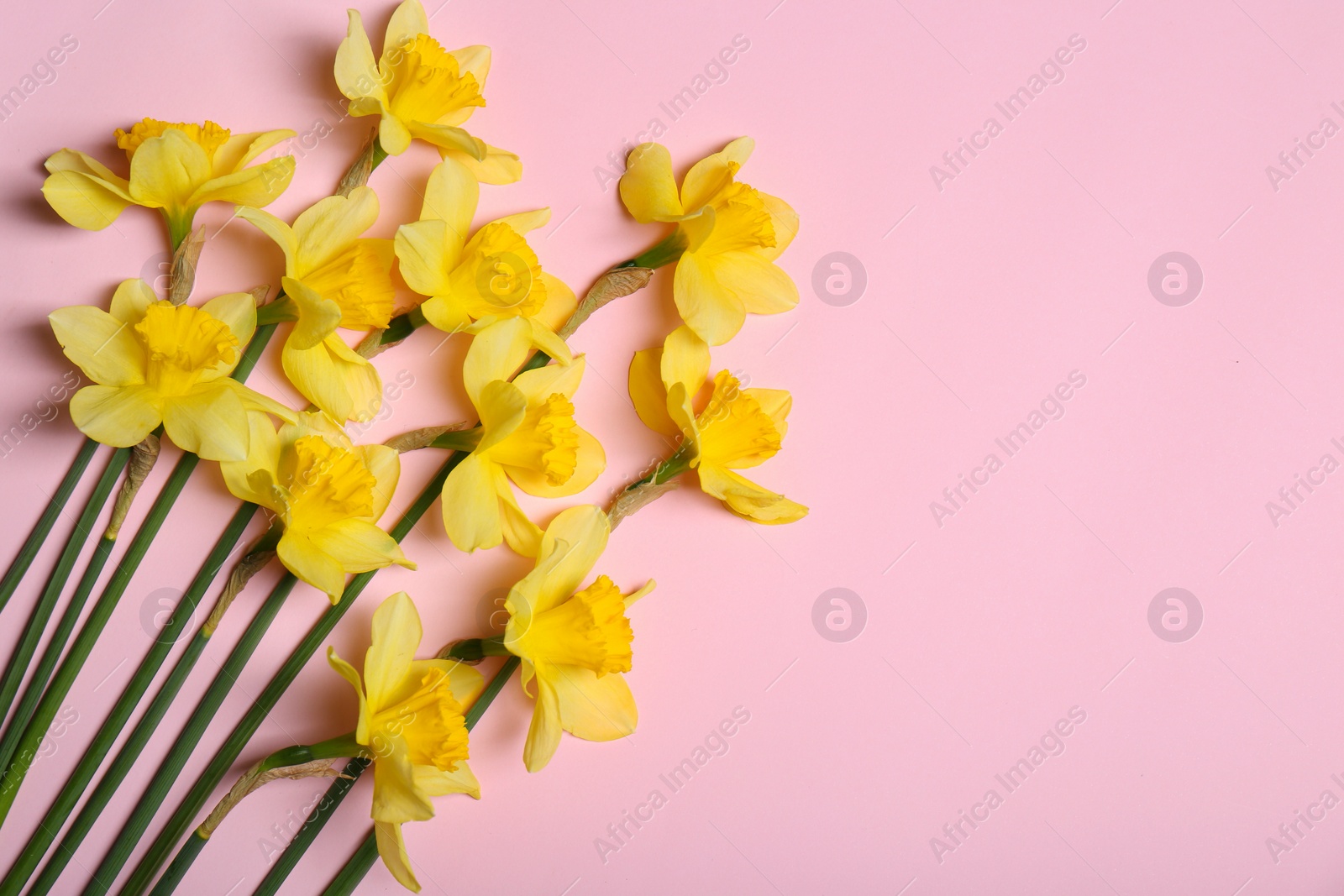 Photo of Beautiful yellow daffodils on pink background, flat lay. Space for text