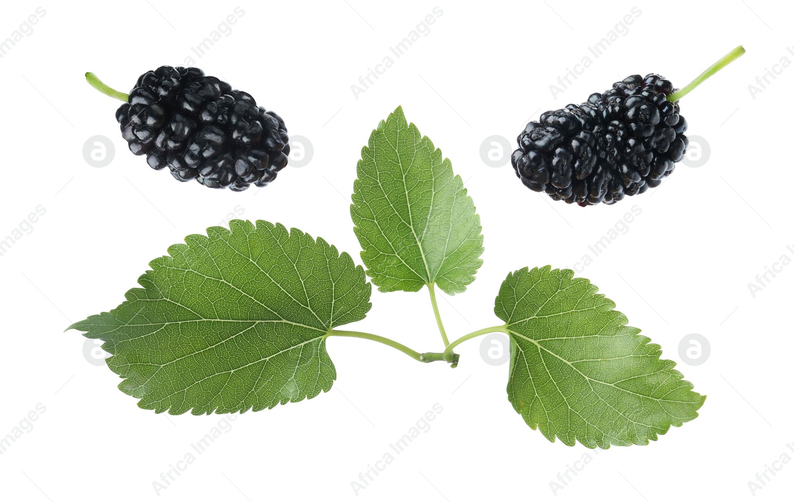Image of Fresh ripe black mulberries and leaves on white background
