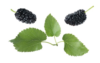 Fresh ripe black mulberries and leaves on white background