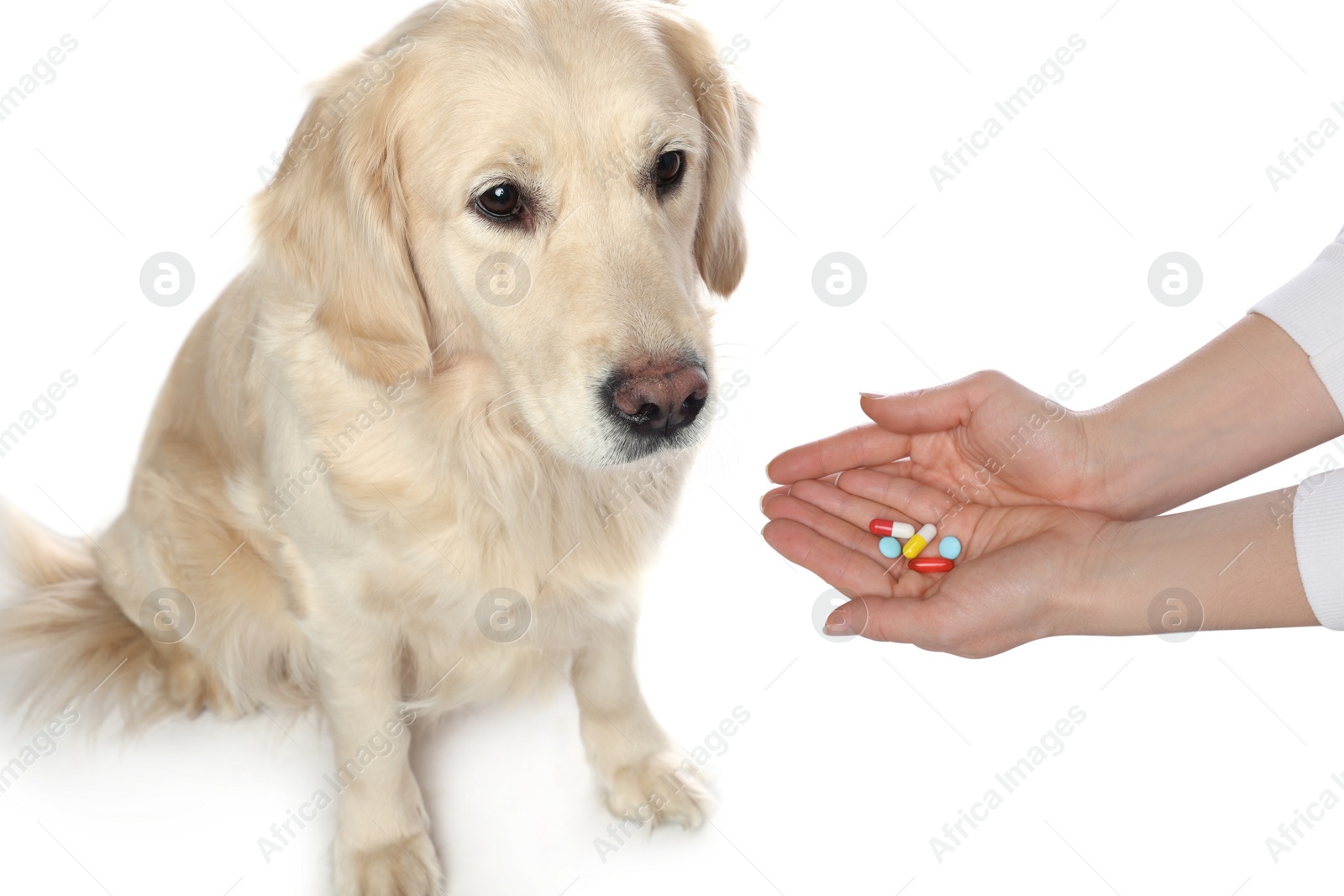 Photo of Woman giving different pills to cute dog on white background, closeup. Vitamins for animal