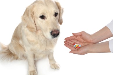 Woman giving different pills to cute dog on white background, closeup. Vitamins for animal