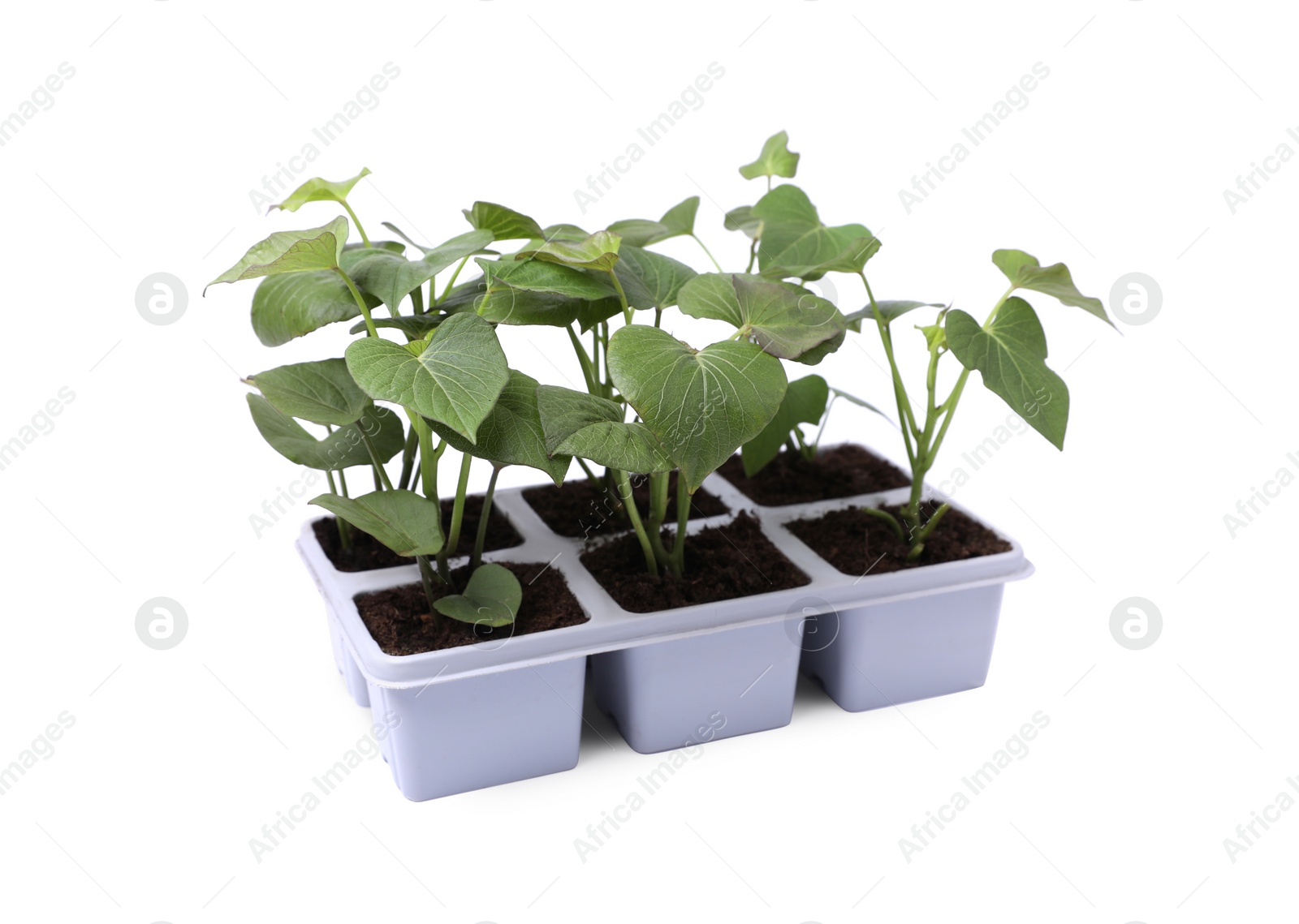 Photo of Seedlings growing in plastic container with soil isolated on white. Gardening season