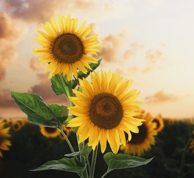 Image of Beautiful sunflowers in field under sunset sky 