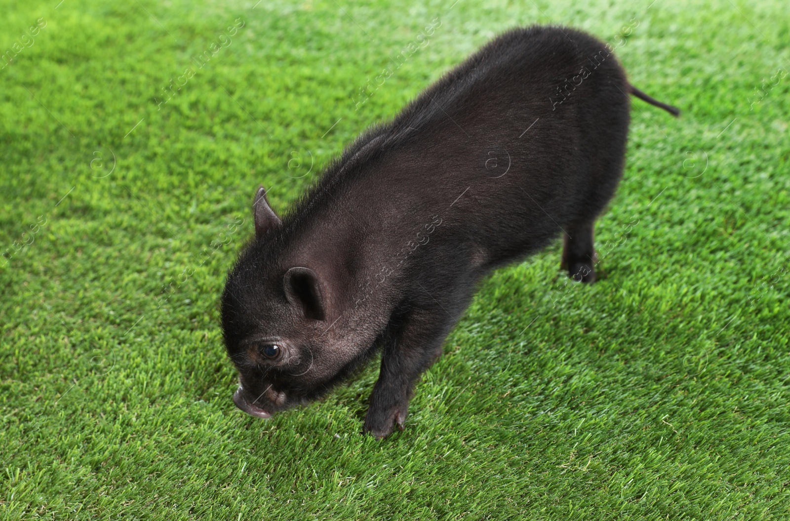 Photo of Adorable black mini pig on green grass