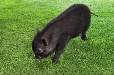 Adorable black mini pig on green grass