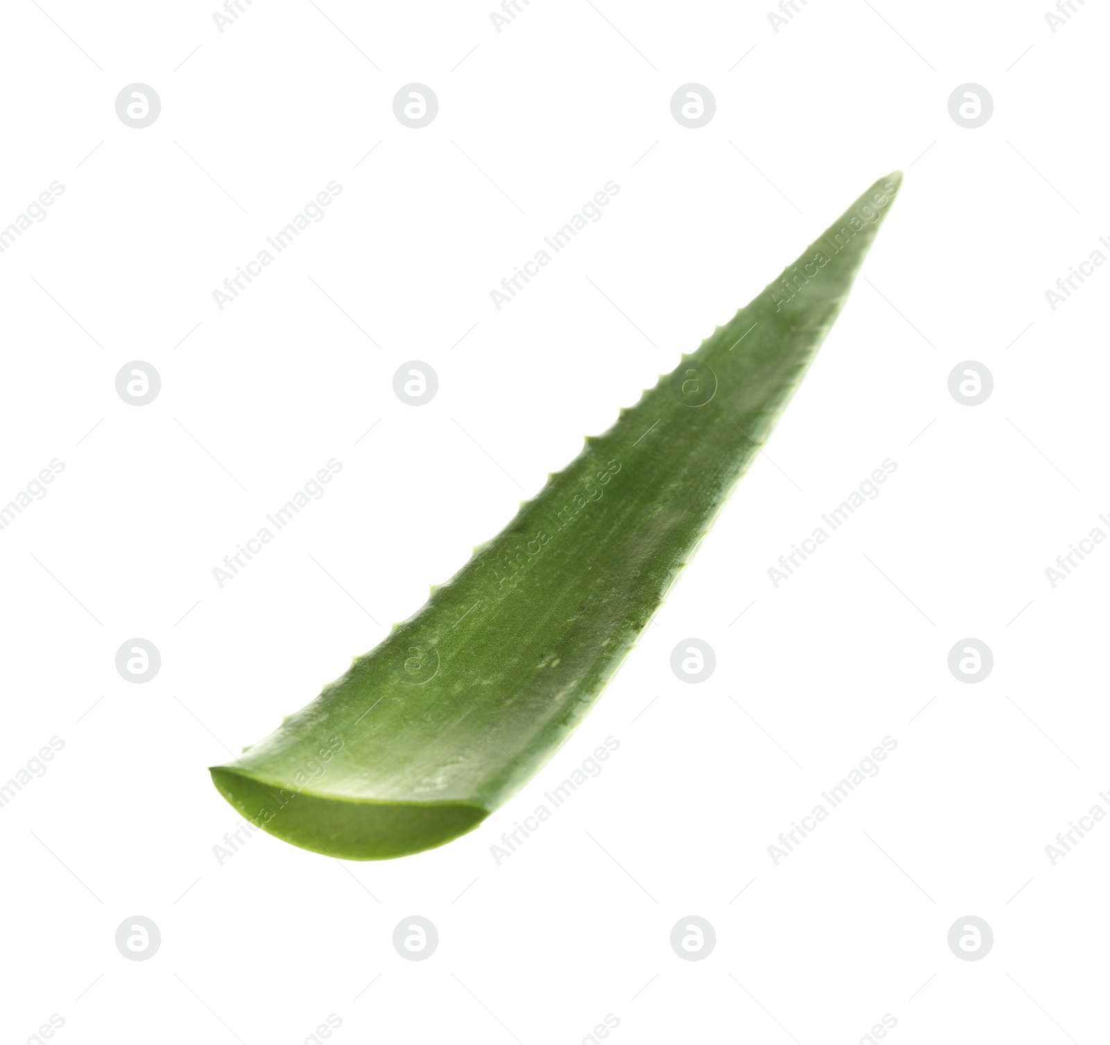 Photo of One aloe vera leaf isolated on white