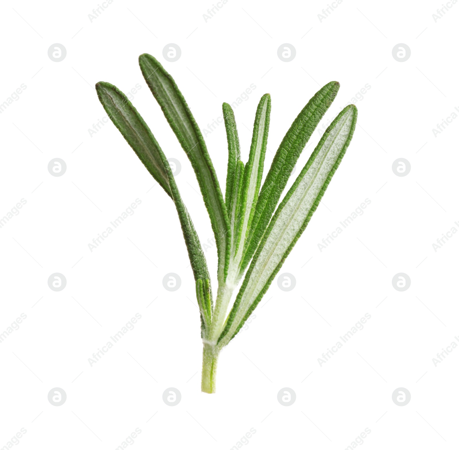 Photo of Fresh rosemary isolated on white. Mulled wine ingredient