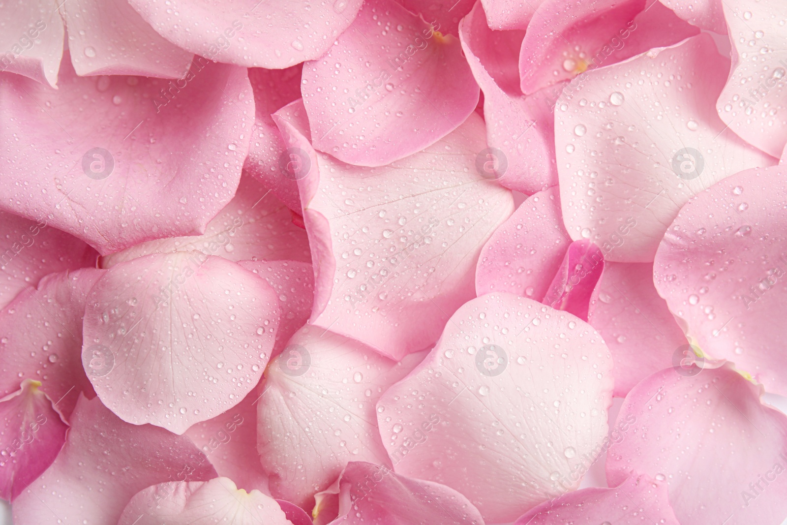 Photo of Pile of fresh pink rose petals with water drops as background, top view