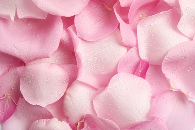 Pile of fresh pink rose petals with water drops as background, top view
