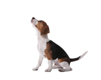 Photo of Cute Beagle puppy on white background. Adorable pet