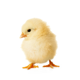 Cute fluffy baby chicken on white background. Farm animal