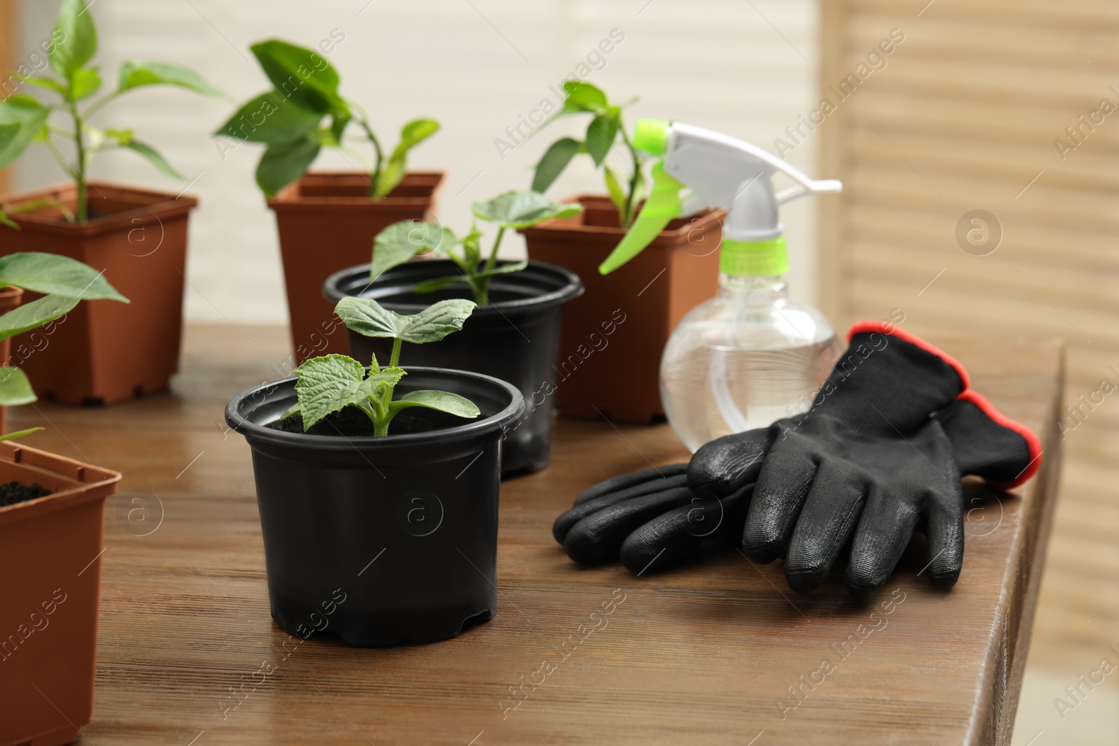 Photo of Seedlings growing in plastic containers with soil, gardening gloves and spray bottle on wooden table