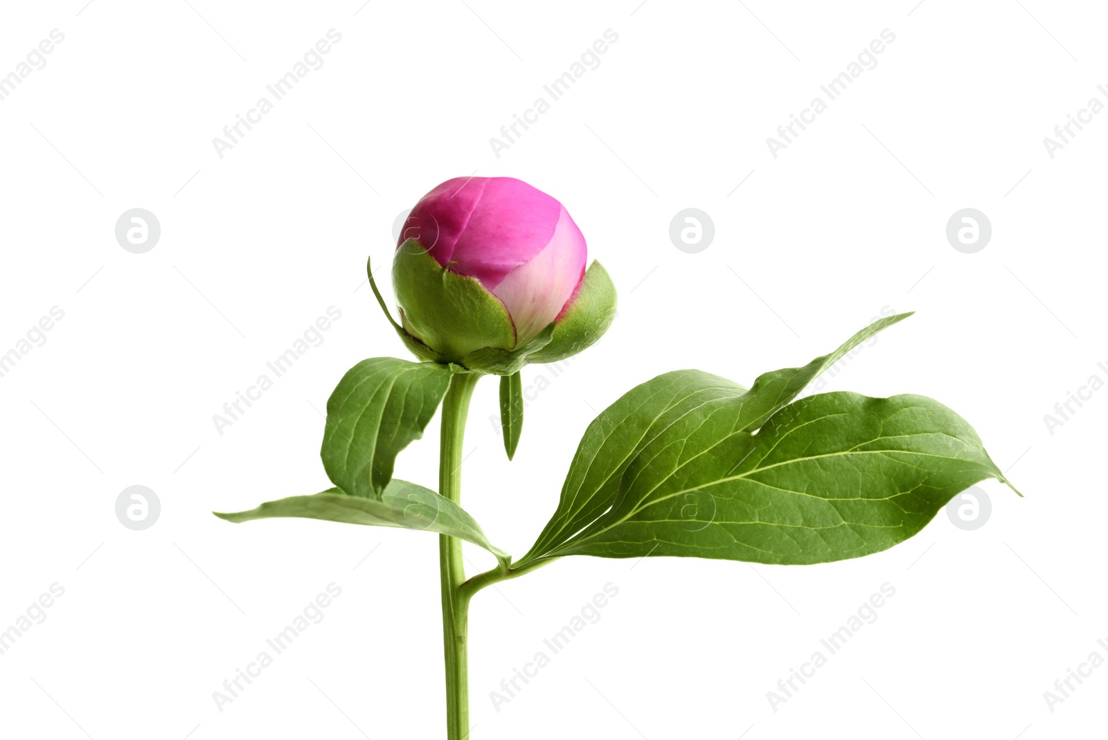 Photo of Beautiful bud of peony flower on white background