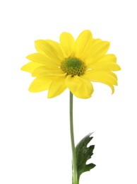 Photo of Beautiful blooming chrysanthemum flower isolated on white