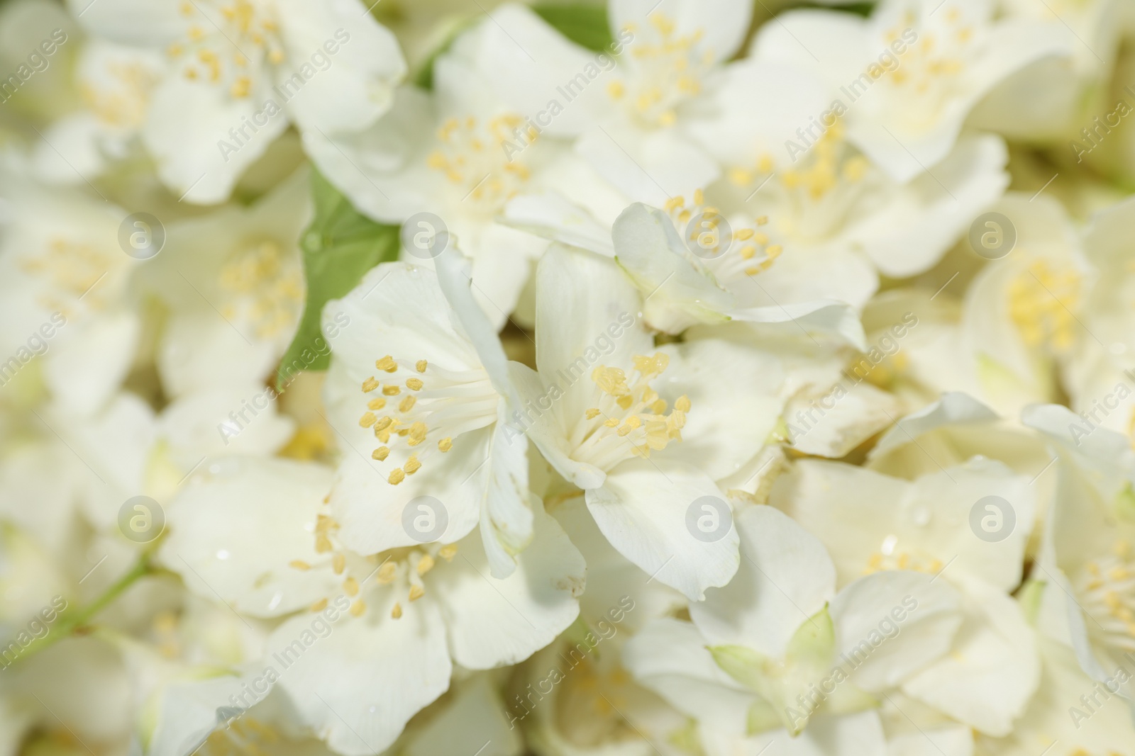 Photo of Beautiful jasmine flowers as background, top view